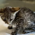 Znaleziono kota, Lublin, 7 sierpnia 2025