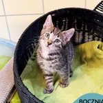 Kot do adopcji, Gdynia, 7 sierpnia 2025