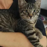 Znaleziono kota, Toruń, 2 sierpnia 2025