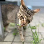 Muminka można nazwać kotem idealnym! Ma około 5 lat i jest niezwykle kontaktowym i sympatycznym kotem. Ciekawią go inne mruczki i otaczające otoczenie. Uwielbia przygryzać trawę i obserwować co dzieje