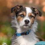 Pies do adopcji, Gdynia, 7 sierpnia 2025