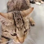 Znaleziono kota, Toruń, 3 sierpnia 2025