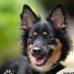 Pies do adopcji, Gdynia, 7 sierpnia 2025