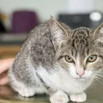 Znaleziono kota, Lublin, 7 sierpnia 2025