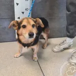 Znaleziono psa, Chełmek, 6 sierpnia 2025