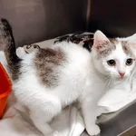 Kot do adopcji, Włocławek, 6 sierpnia 2025