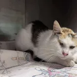 Kot do adopcji, Włocławek, 7 sierpnia 2025