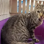 Znaleziono kota, Toruń, 3 sierpnia 2025