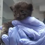 Znaleziono kota, Toruń, 2 sierpnia 2025