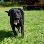 Pies do adopcji, Grudziądz, 26 lipca 2024