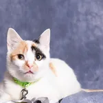 Kot do adopcji, Gdańsk, 23 maja 2025