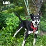 Pies do adopcji, Rytlów, 9 sierpnia 2025