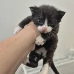 Znaleziono kota, Grudziądz, 9 sierpnia 2025