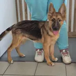 Znaleziono psa, Lublin, 10 sierpnia 2025