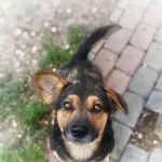 Oddam psa, Elbląg, 10 sierpnia 2025