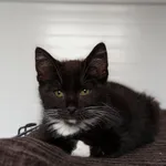 Oddam kota, Olsztyn, 10 sierpnia 2025