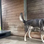 Pies do adopcji, Kraków, 25 lipca 2025