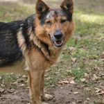 Maciek
