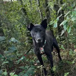 Pies do adopcji, Rytlów, 9 sierpnia 2025