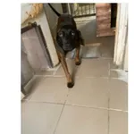 Znaleziono psa, Białystok, 10 sierpnia 2025