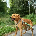 Pies do adopcji, Rytlów, 9 sierpnia 2025