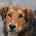 Oddam psa, Elbląg, 10 sierpnia 2025