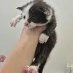 Znaleziono kota, Grudziądz, 9 sierpnia 2025