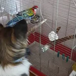 Zagineło zwierzę, Bytom, 11 sierpnia 2025