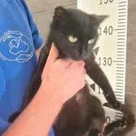 Przyjęty: 2025-08-11 Gmina: Brzeszcze Płeć: Kotka Opis: europejska, czarna