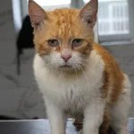 Kot do adopcji, Grudziądz, 23 lipca 2025