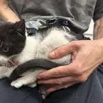 Znaleziono kota, Toruń, 8 sierpnia 2025