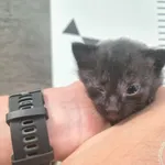 Przyjęty: 2025-08-11 Gmina: Brzeszcze Płeć: Kotka Opis: europejska, czarne