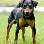 Pies do adopcji, Konin, 19 lipca 2025