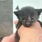 Przyjęty: 2025-08-11 Gmina: Brzeszcze Płeć: Kotka Opis: europejska, czarne