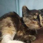 Znaleziono kota, Toruń, 9 sierpnia 2025