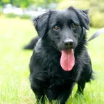 Enzo - ur.ok. 01.06.2024r.