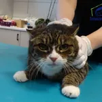 Znaleziono kota, Szczecin, 10 sierpnia 2025