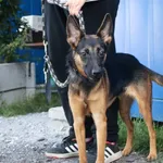 Znaleziono psa, Łódź, 10 sierpnia 2025