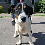 Znaleziono psa, Olsztyn, 11 sierpnia 2025