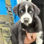 Znaleziono psa, Gdańsk, 11 sierpnia 2025