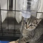 Kot do adopcji, Jelenia Góra, 2 sierpnia 2025