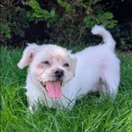 Znaleziono psa, Grudziądz, 8 czerwca 2025