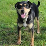 Pies do adopcji, Grudziądz, 25 lipca 2025