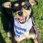 Pies do adopcji, Grudziądz, 25 lipca 2025