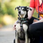 Znaleziono psa, Sosnowiec, 10 sierpnia 2025