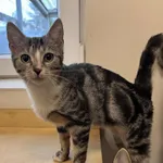 Kot do adopcji, Włocławek, 11 sierpnia 2025