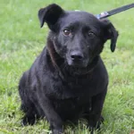 Pies do adopcji, Grudziądz, 23 lipca 2025