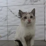 Kot do adopcji, Grudziądz, 23 lipca 2025