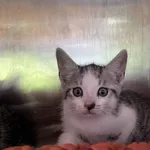 Kot do adopcji, Włocławek, 11 sierpnia 2025