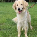 Pies do adopcji, Grudziądz, 18 lipca 2025